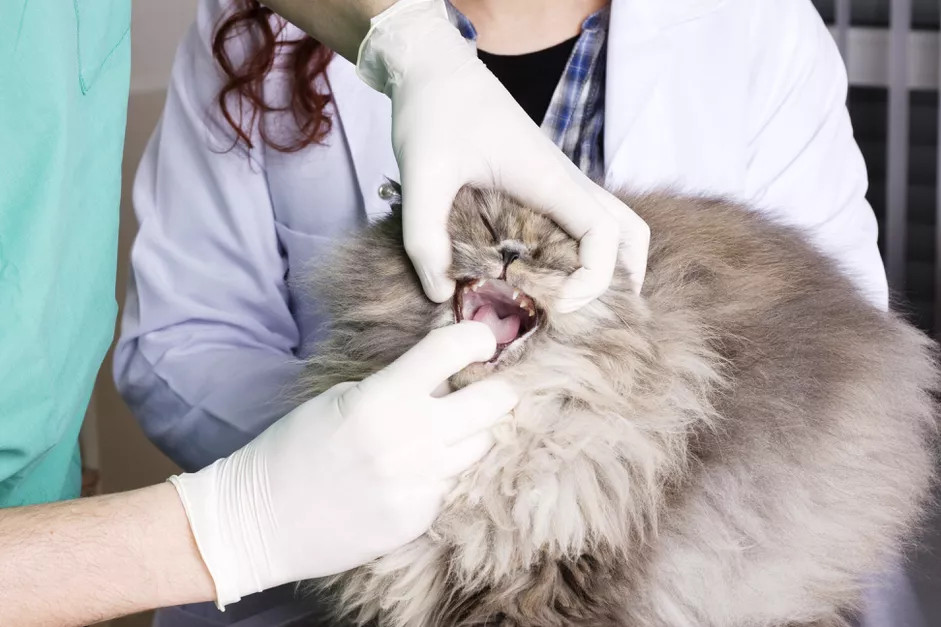 为什么有的猫会流口水，有口臭？