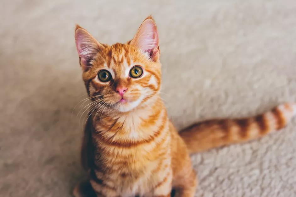 一只贫血的小猫