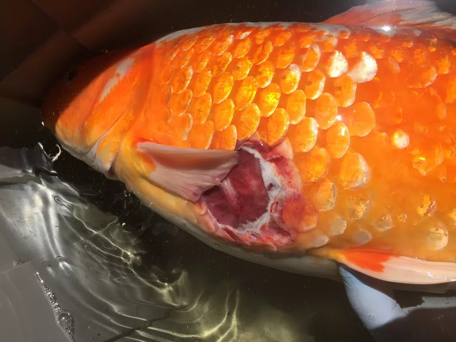 一条得了假单胞菌病出现身体腐烂的红色锦鲤
