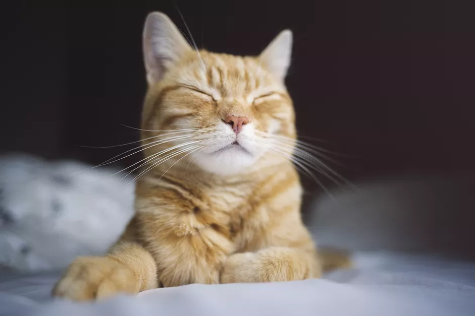 猫的常见传染病有哪些