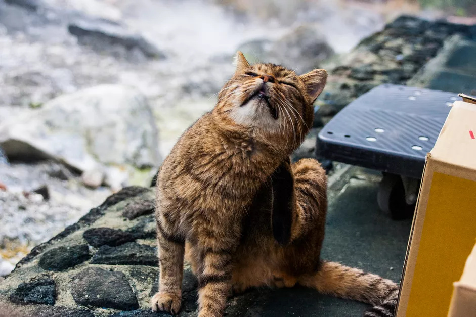 一只得了疥癣病的中华狸花猫