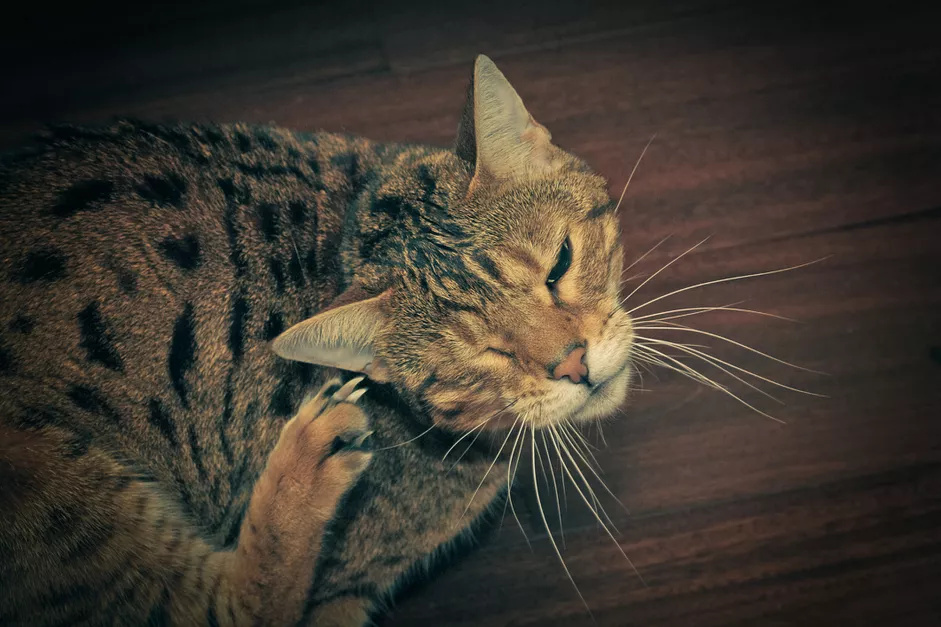 一只正在给耳朵挠痒的中华狸花猫