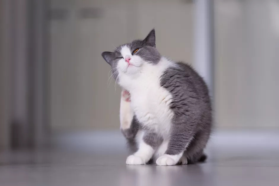 猫皮肤干燥的症状与原因是什么