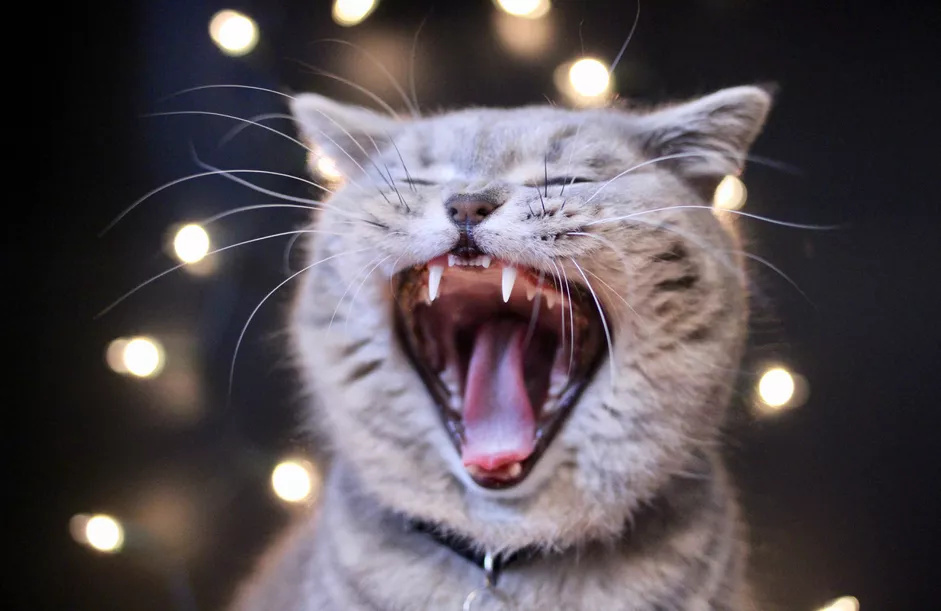 一只得了牙龈炎的灰猫