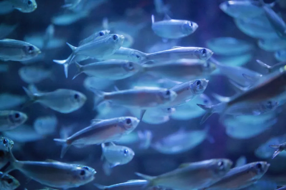 如何正确使用淡水浸泡消除盐水寄生虫？