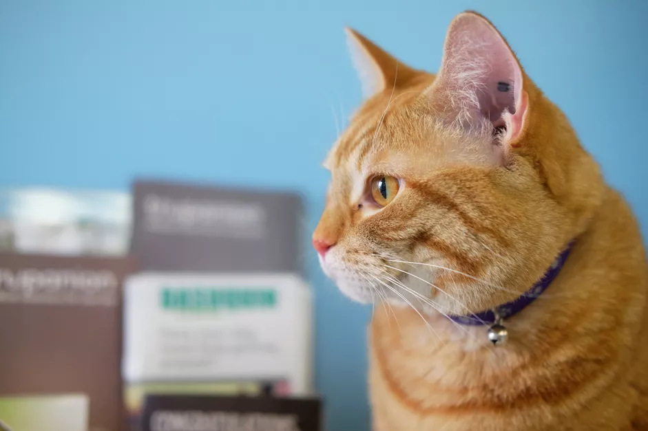 一只感染了感染冠状病毒的橘黄色猫