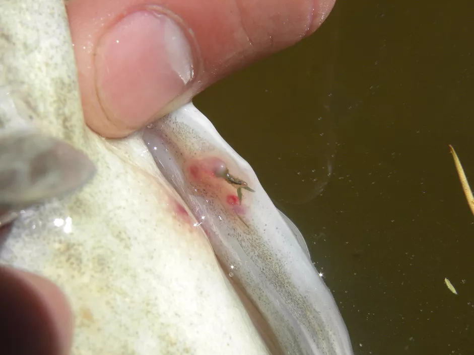 淡水鱼鳞片上可见的蠕虫