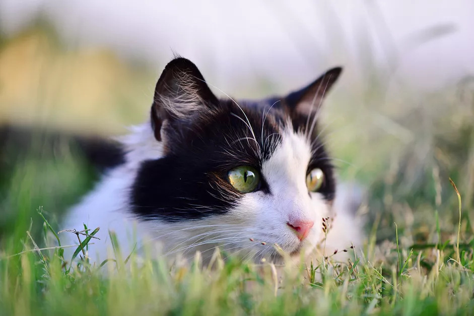 一只体内感染了绦虫的大花猫