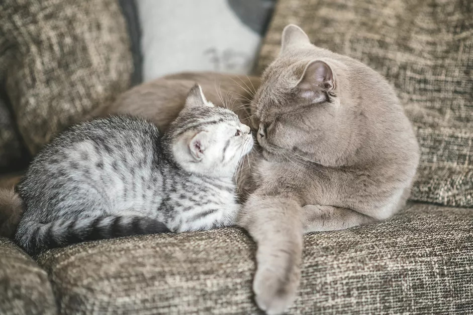 猫钩端螺旋体病的症状