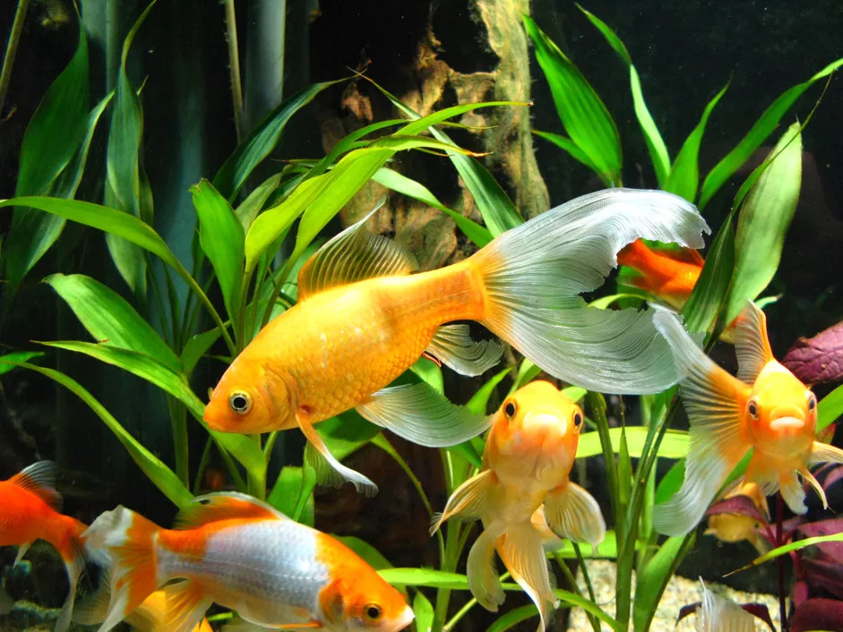 水族馆的日常维护需要做好哪些？