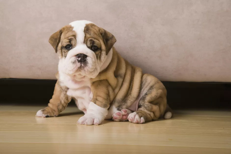 一只感染了脓皮病的沙皮犬