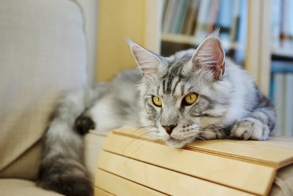 一只感染了胰腺炎的花猫趴在沙发上