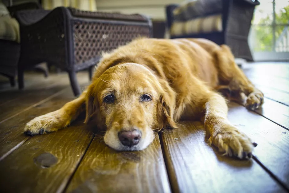 一只患了犬肠套叠病的金毛犬无力的趴在木地板上
