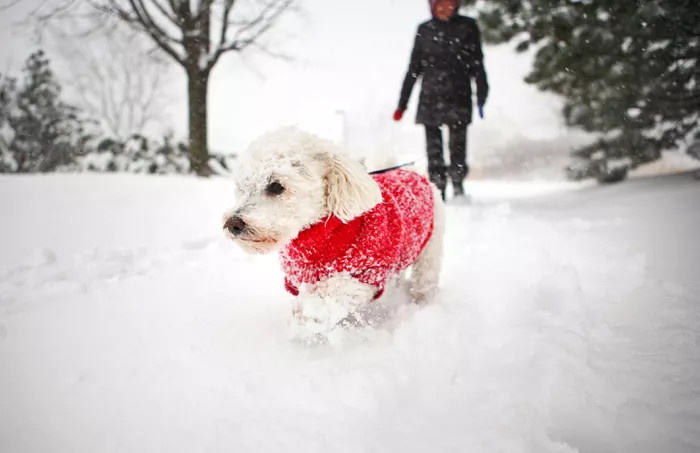 雪地里一只穿着冬季外套的幼犬
