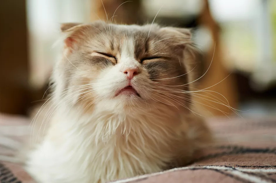 一只过敏的猫趴在床上睡觉