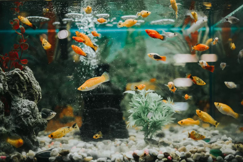 鱼缸中生存着的一群孔雀鱼