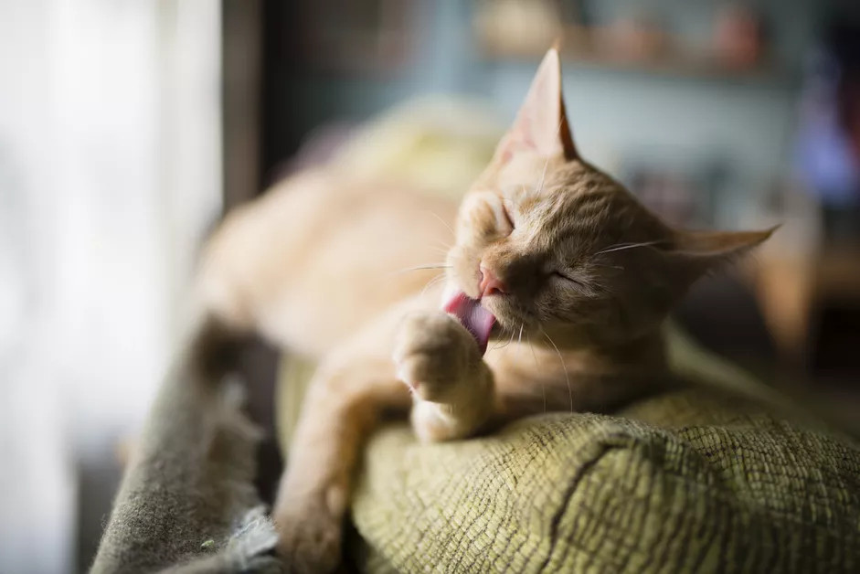 一只得了特应性皮炎的猫趴在沙发上梳理毛发