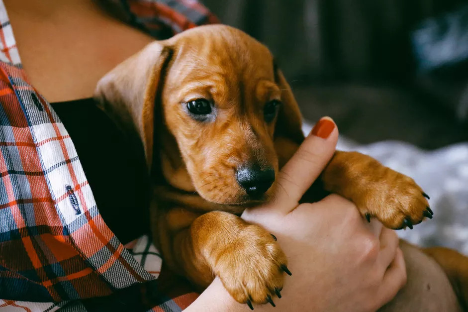 一只被主人搂在怀中的黄色幼犬