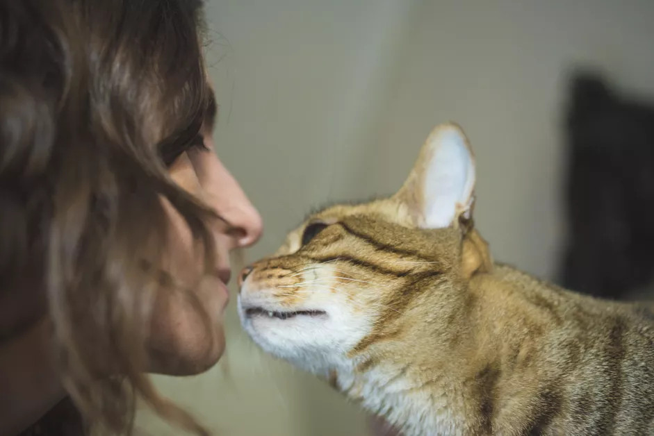 一只中华狸花猫正在用鼻子嗅主人