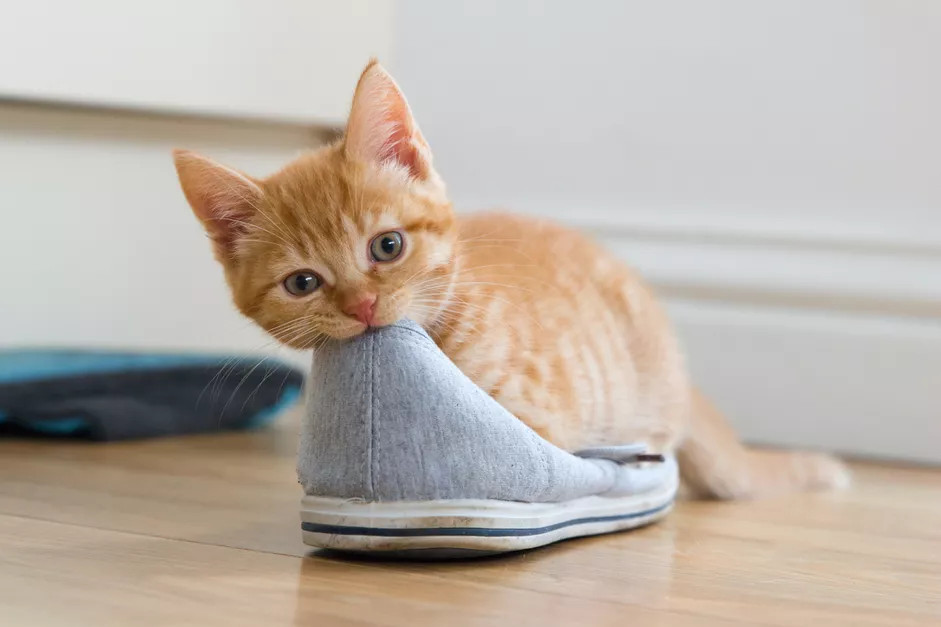 一只橘黄色的小猫正在玩弄主人的鞋子