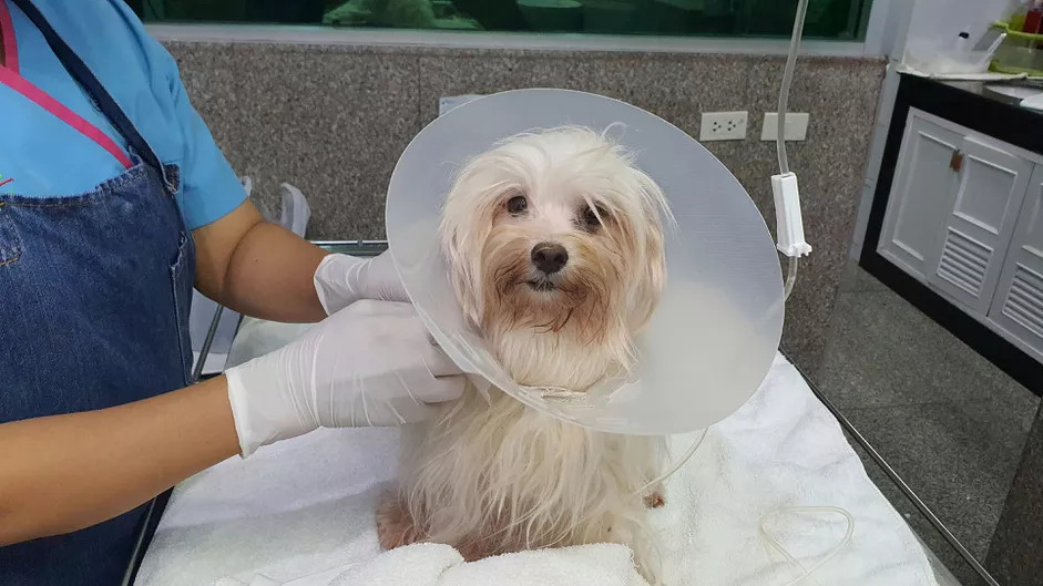 兽医正在给一只幼犬治疗疥癣病