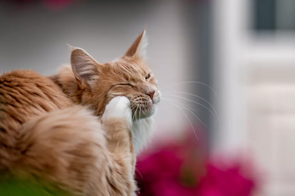 一只感染了姬螯螨皮肤炎的橘黄色的猫