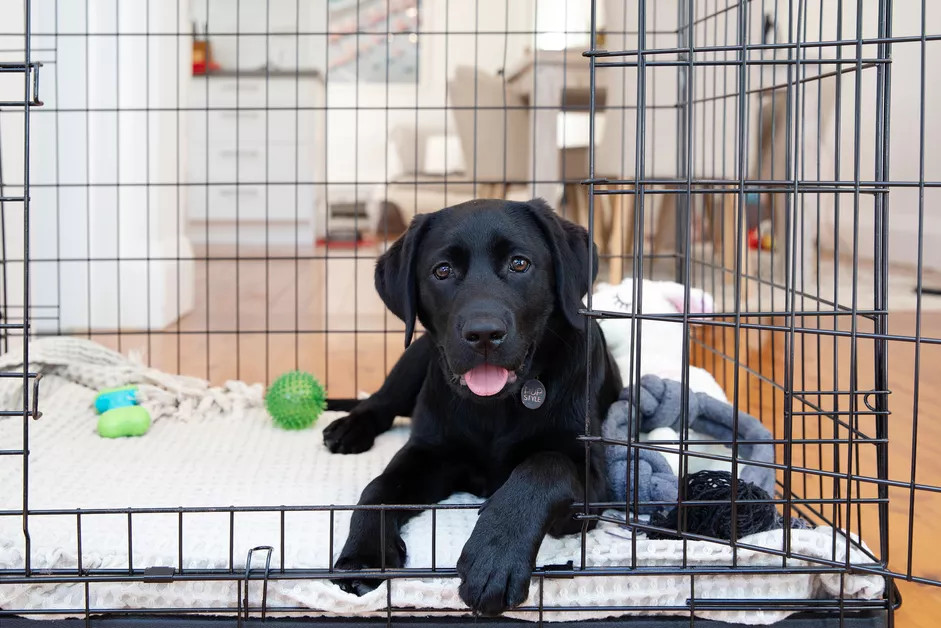 一只趴在铁笼里的黑色拉布拉多犬