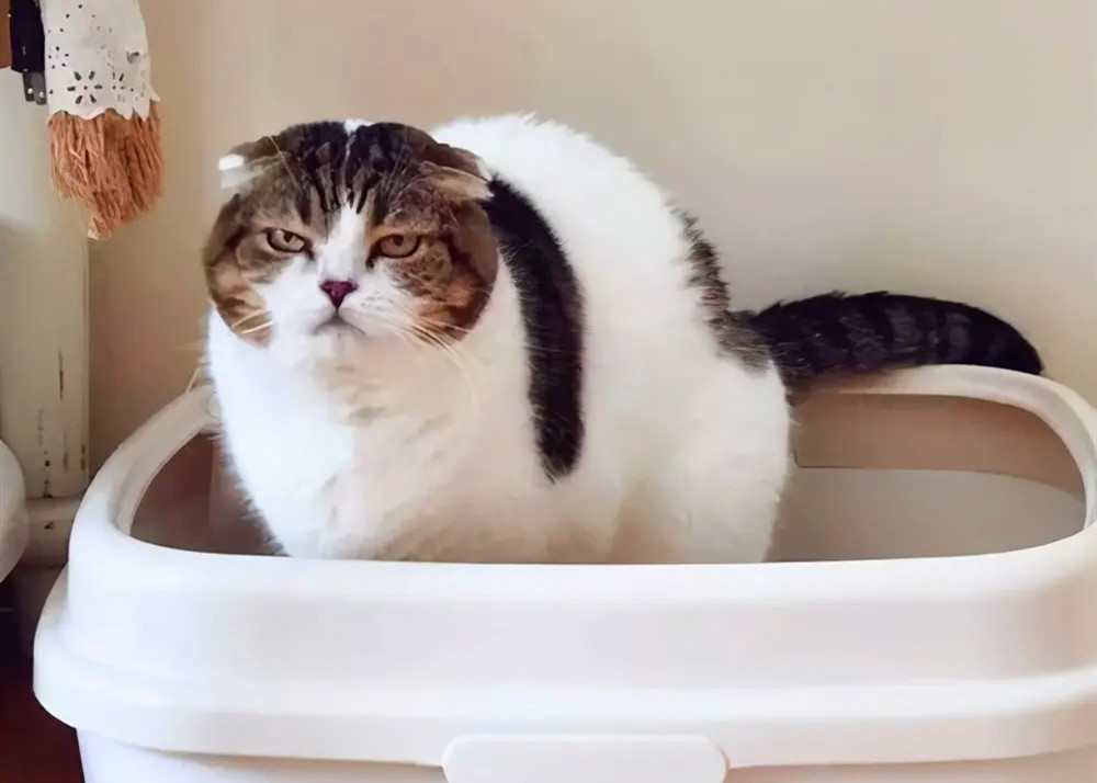 一只正在猫砂盆里拉稀的灰白色的宠物猫
