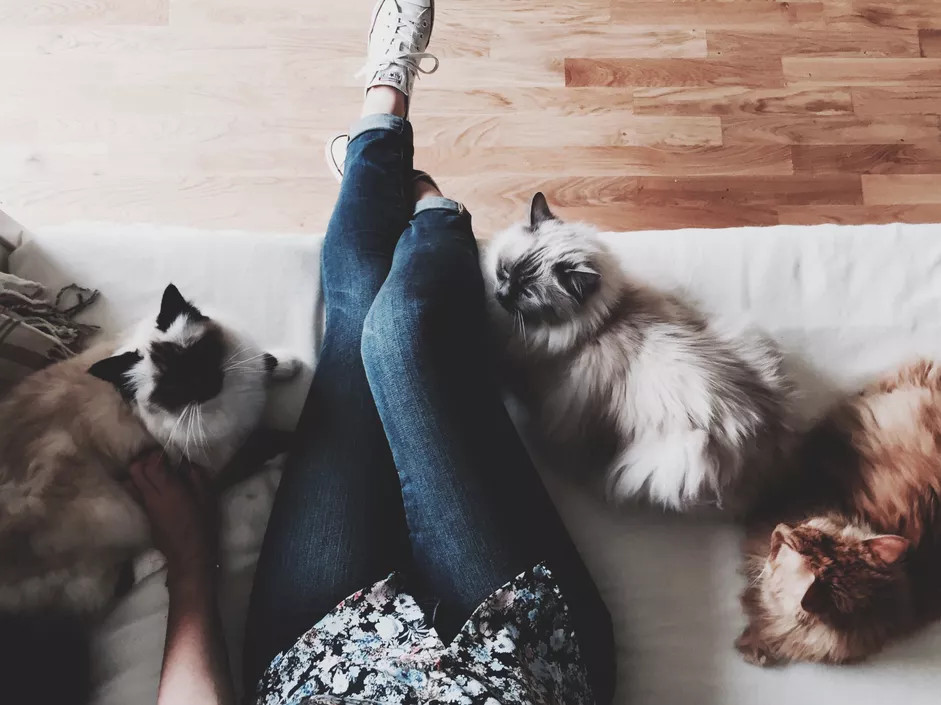猫皮屑是什么？