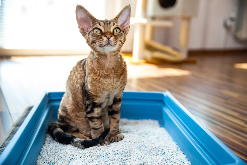 一只坐在猫砂盆里的中华狸花猫
