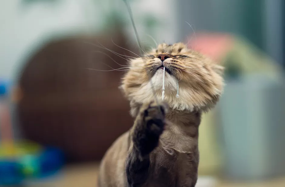 脱发的猫