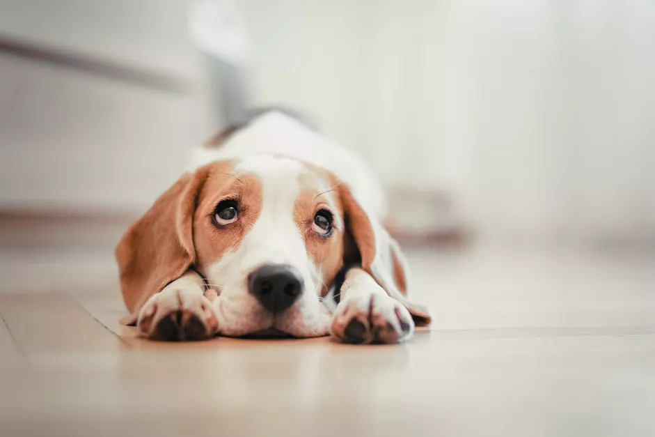 躺下的小猎犬