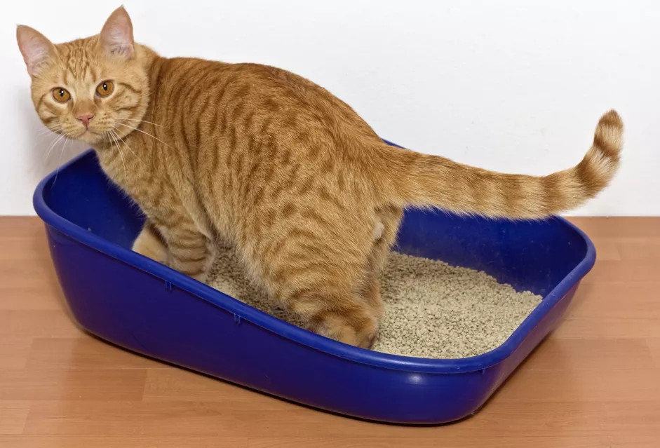 蓝色猫砂盆里的橙色虎斑猫