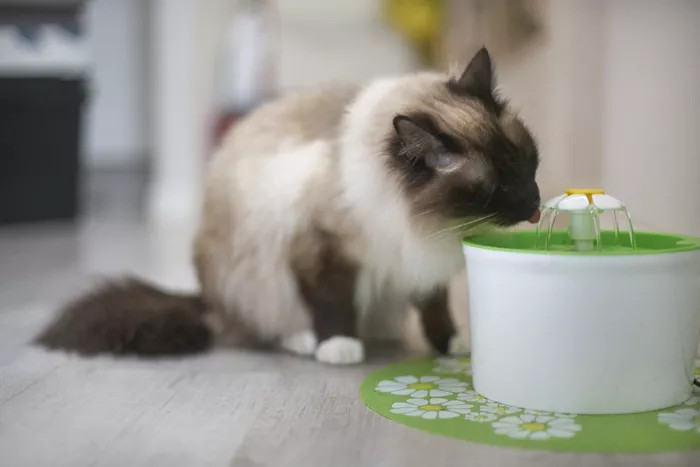一只从喷泉饮水的中毛猫