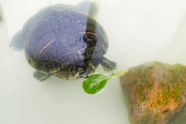乌龟在漂浮的菠菜叶附近的水中游泳