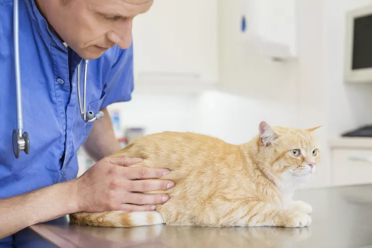 兽医在兽医办公室检查虎斑猫。