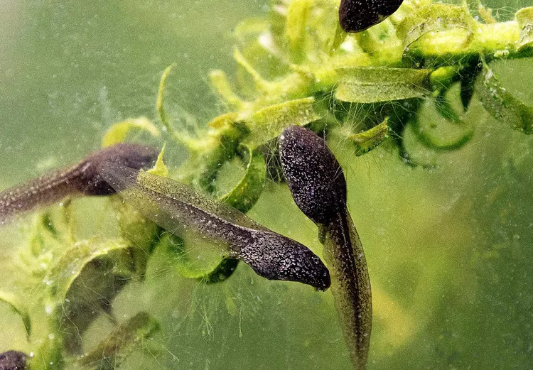 给蝌蚪喂食