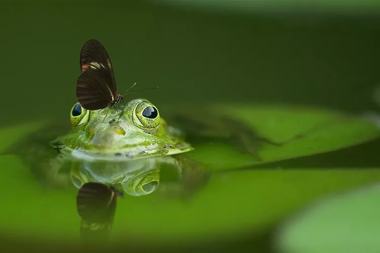 正在水中捕食蝴蝶的青蛙