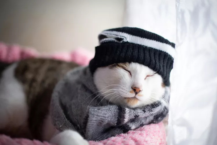 床上衣服的猫咪