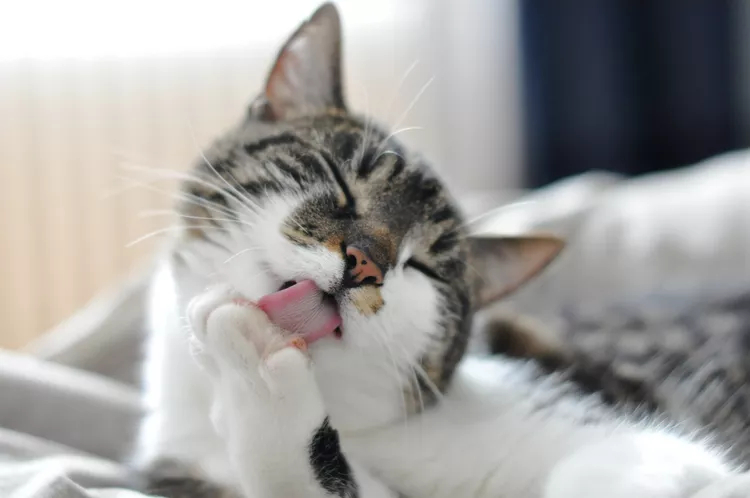 正在给自己梳理的花猫