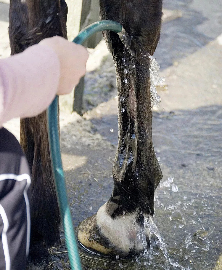 水从软管流到马腿上。