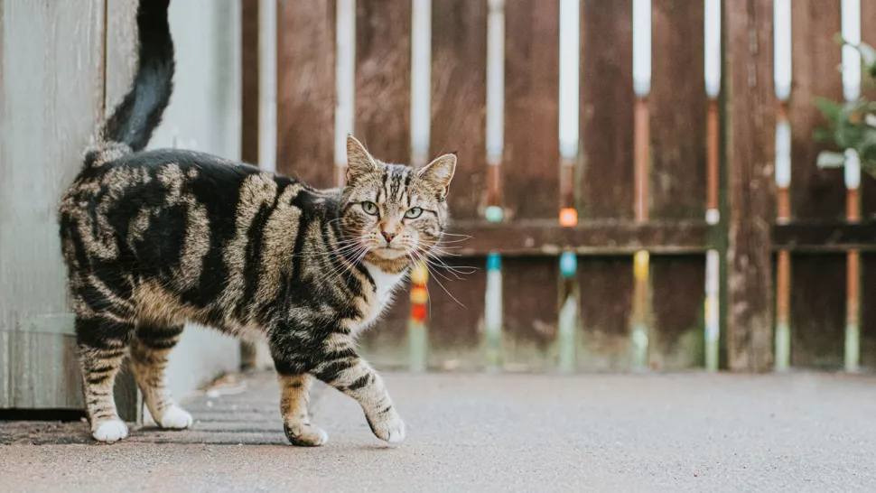 发情期的猫咪