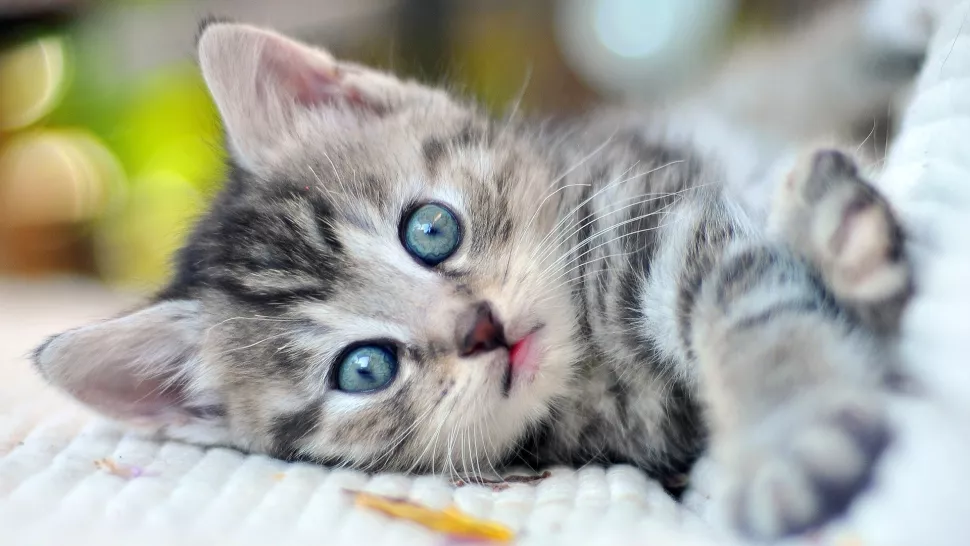 猫咪