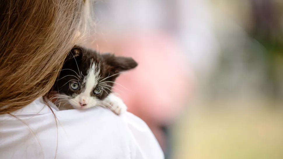 猫咪