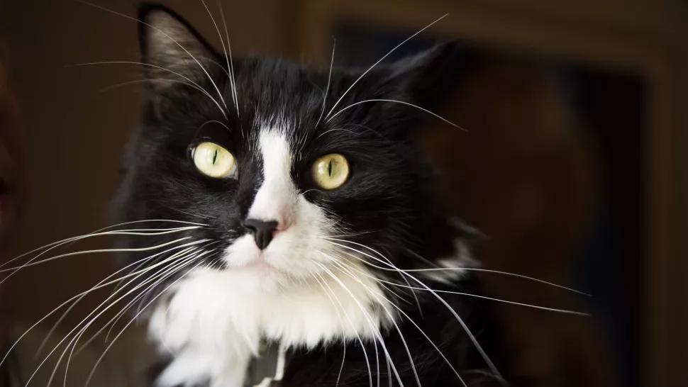 猫咪