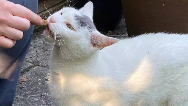 猫咪生病