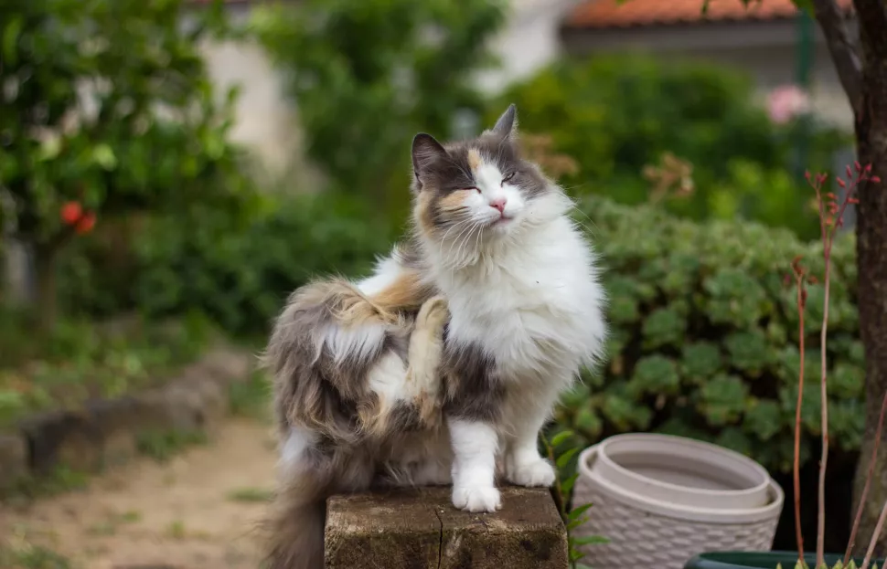 猫咪