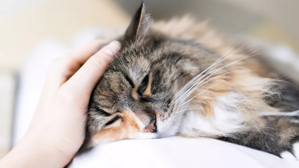 猫咪生病