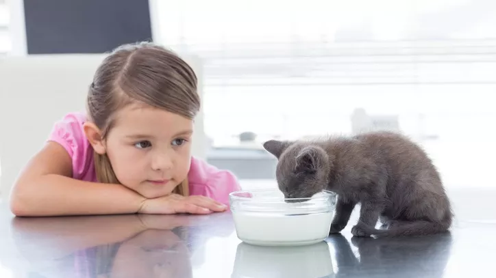 猫咪