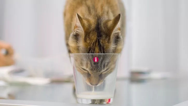 猫咪